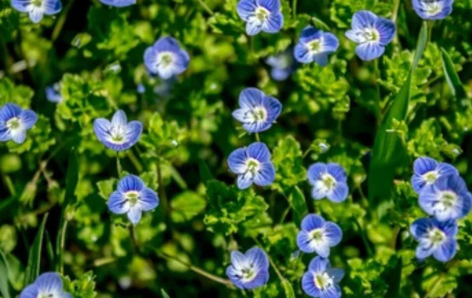 Birdeye Speedwell Seeds - 50+ Heirloom Veronica persica for Easy Garden Planting