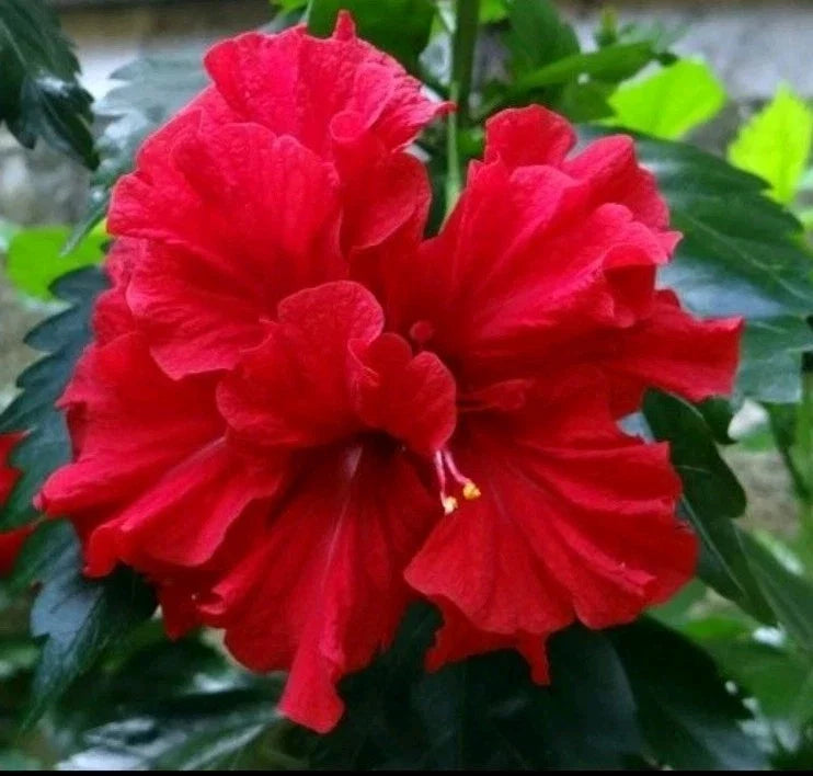 Double Red Hibiscus Live Starter Plants – 5-7 Inches Tall – Hibiscus rosa-sinensis, Tropical Flowering Shrubs