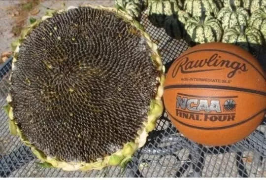 Giant Mongolian Sunflower Seeds - Non-GMO Heirloom Pack - Helianthus giganteus - Vibrant Yellow Flowers