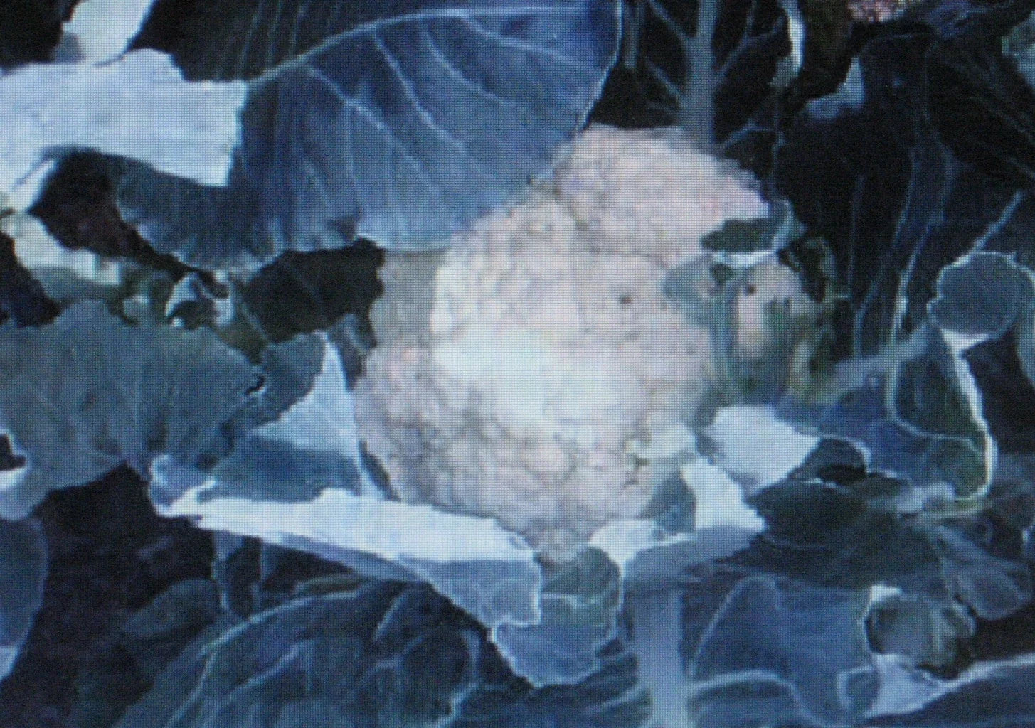 Cauliflower Seeds - Self Blanche Variety - 50 Seeds for Large Heads - Brassica oleracea - Non-GMO, Easy Grow, Vegetable Garden