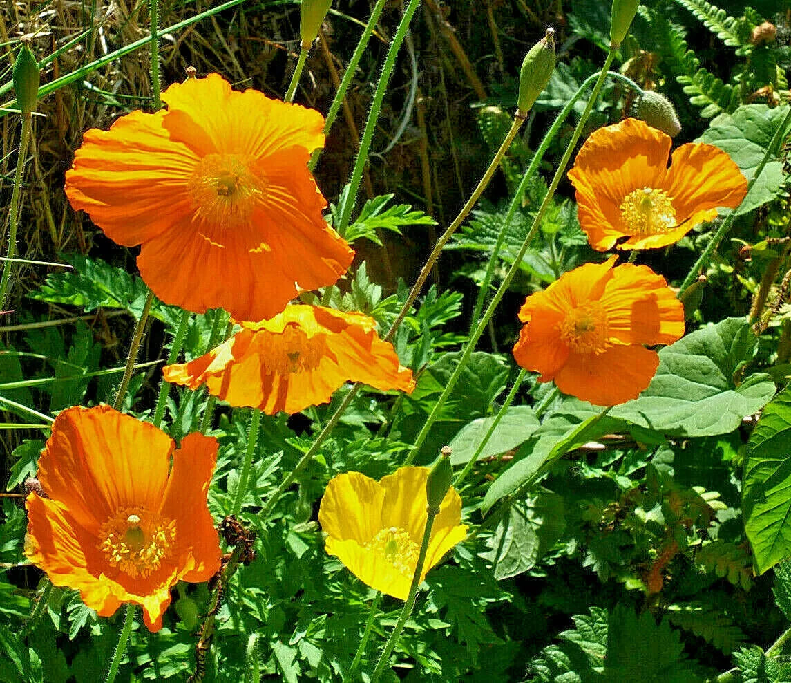 Welsh Poppy Seeds - 150 Mixed Orange and Yellow Flower Seeds - Hardy Perennial - Meconopsis cambrica