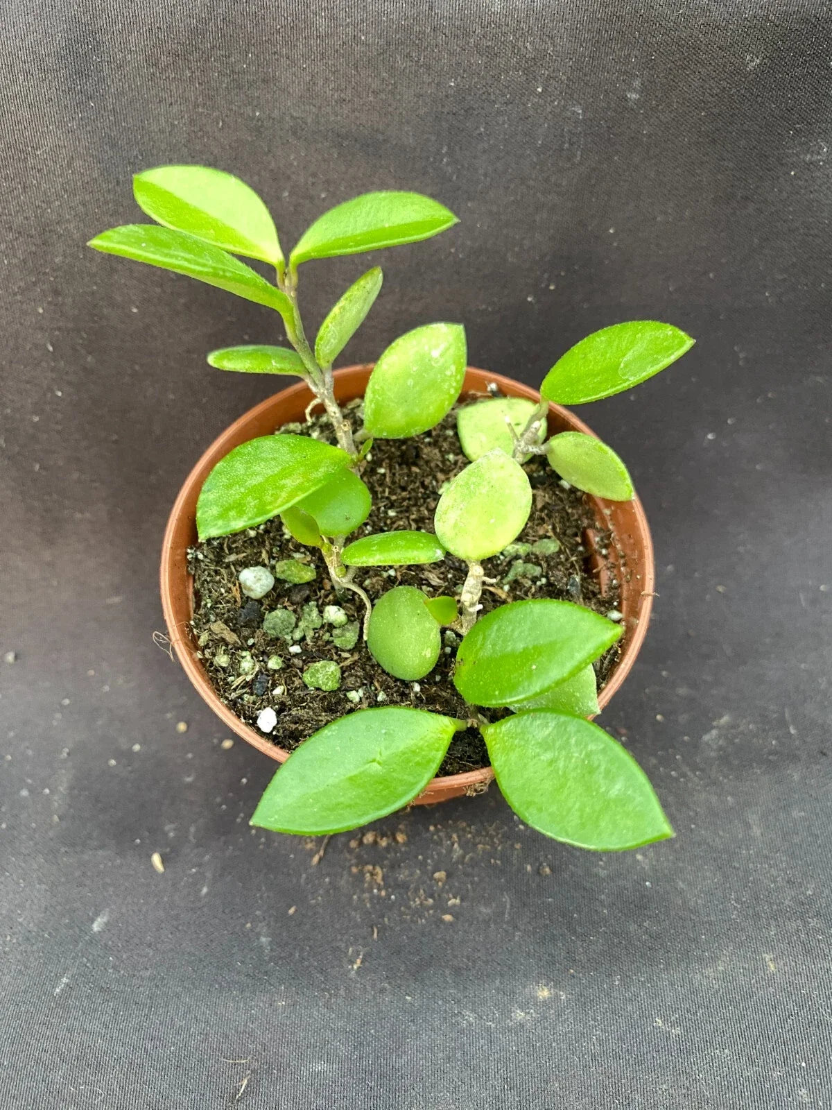 Hoya Picta Rooted Plant 2.5" Pot Indoor Houseplant Variegated Foliage Easy Care