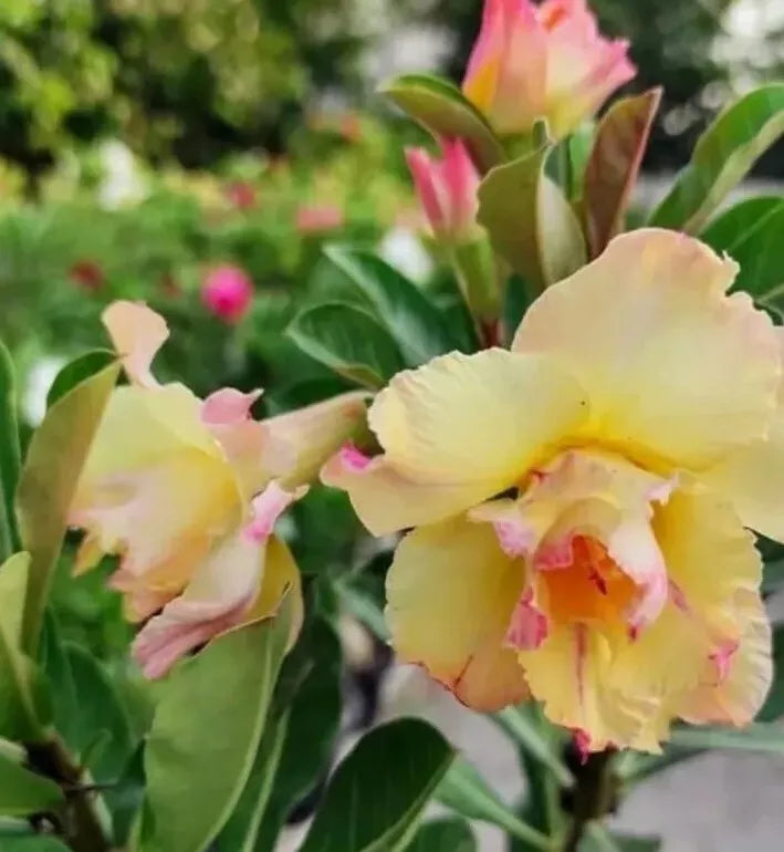 Desert Rose Plant Adenium obesum - Yellow with Pink Shades in Gallon Pot