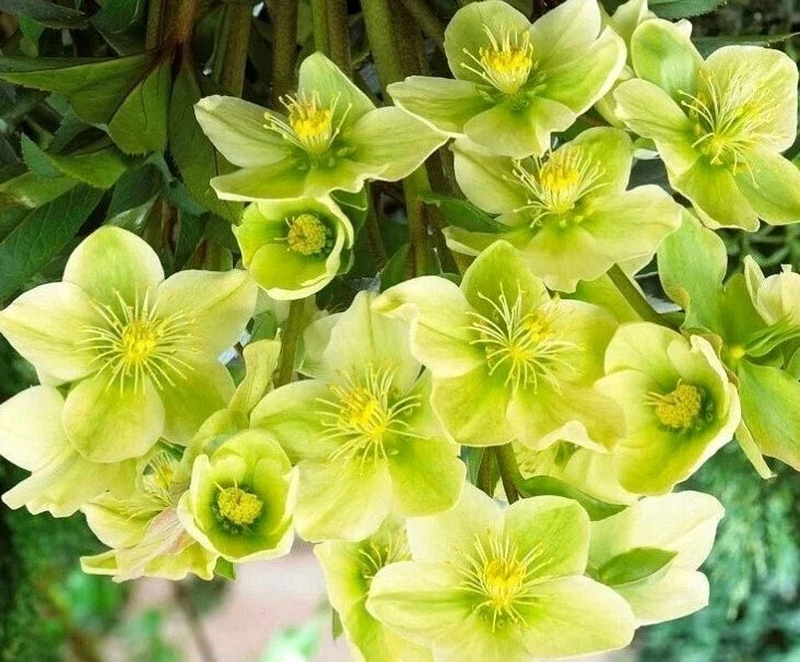 Hellebore Live Plant with Roots – Snow Love Winter Magic, Perennial Flower, Helleborus niger, Shade Garden Plant