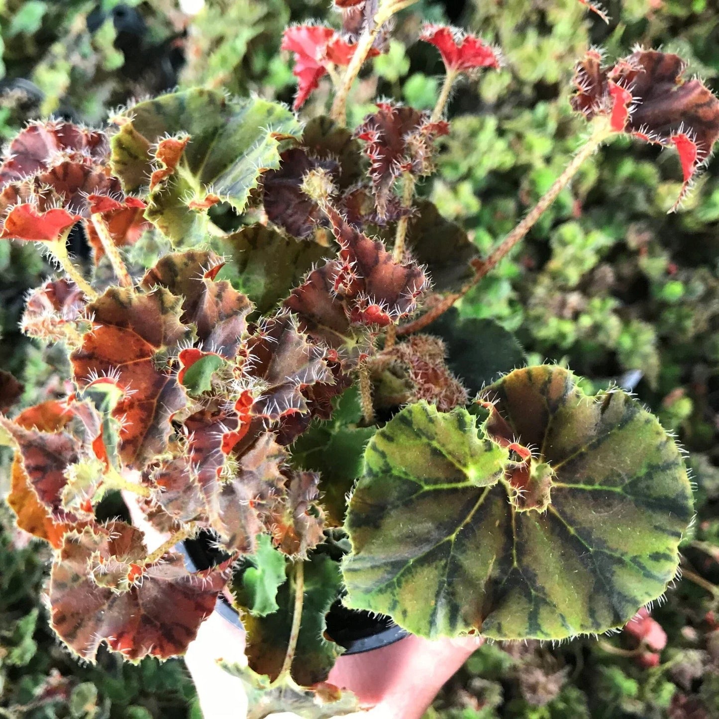 Kevin Whitecotton Begonia Plant - Compact Indoor 2.5" Pot