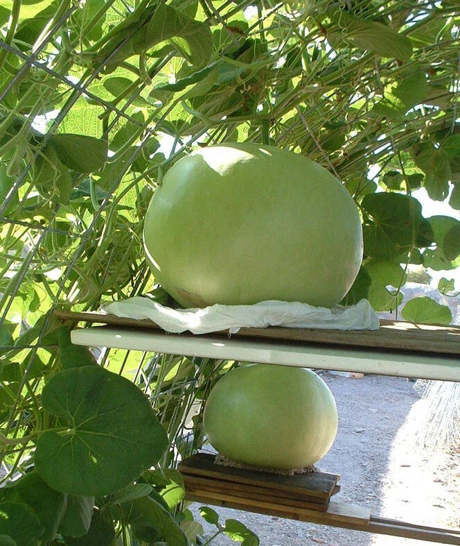 Giant Bushel Gourd Seeds – 5 Pack for Arts & Crafts, Decorative Gourds, Lagenaria siceraria, Up to 100 lbs, USA