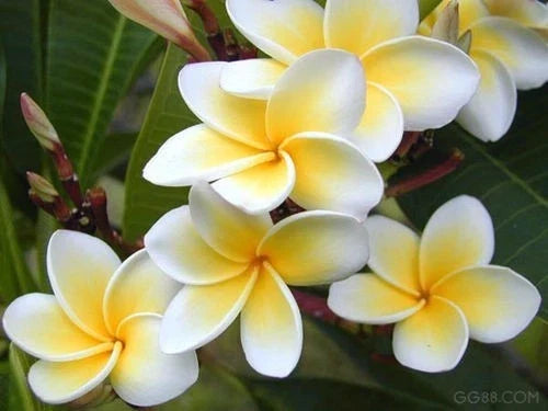 Rooted Plumeria Plant - Celadine Variety in 4-Inch Pot | Tropical Flowering Shrub (Plumeria rubra)