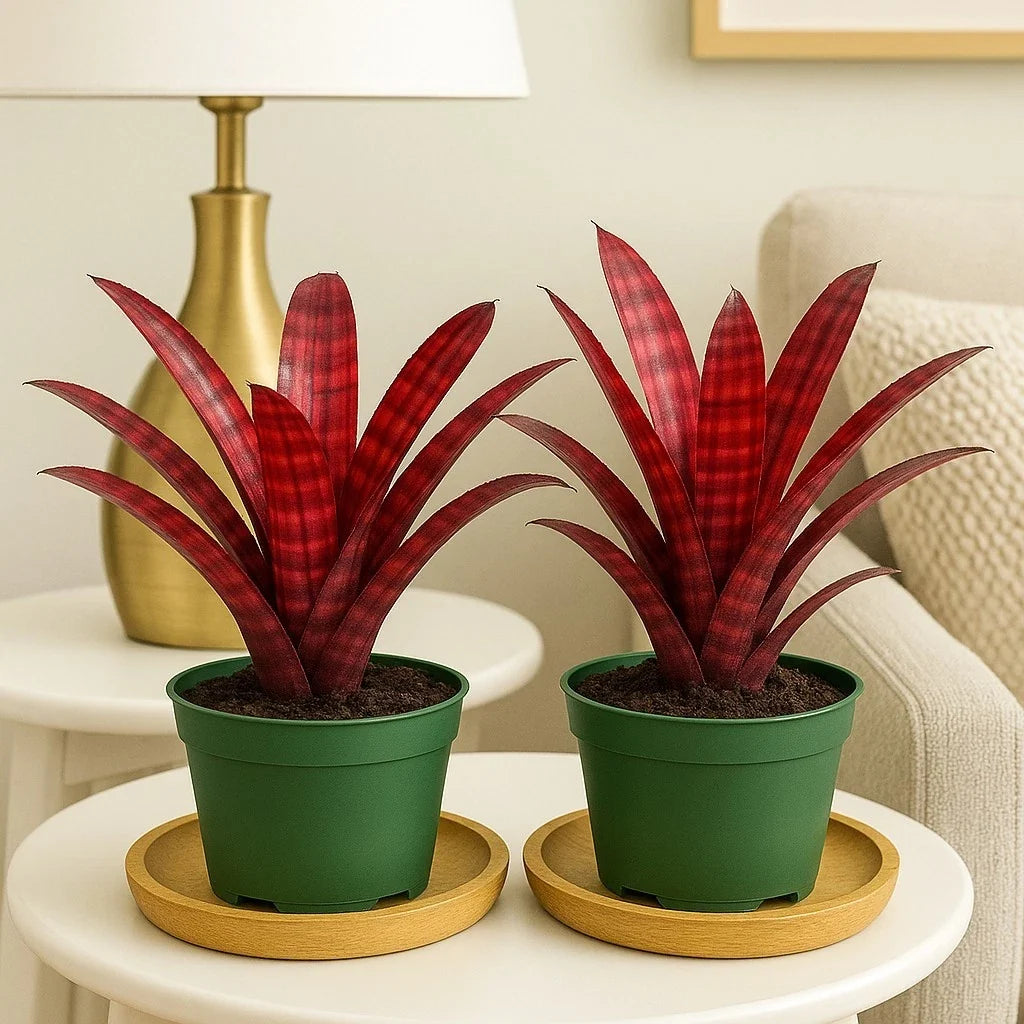 Hamber Eyes Bromeliad Plant 2 Pack in 4-Inch Pots, Rare Tropical Indoor Houseplants, Neoregalia spp.