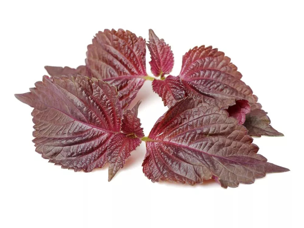 Perilla Seeds for Planting - 200 Heirloom Non-GMO Shiso Seeds - Organic Culinary Herb Gardening - Perilla frutescens