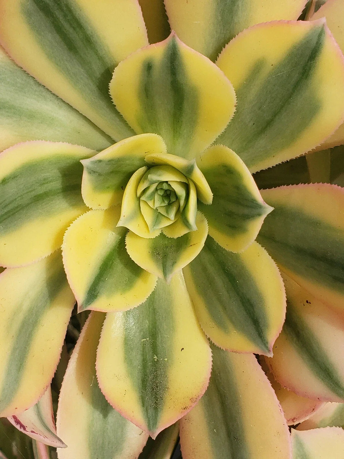 Aeonium Sunburst 6" Potted Succulent Plant - Variegated Green and Yellow Foliage Indoor Outdoor Decor