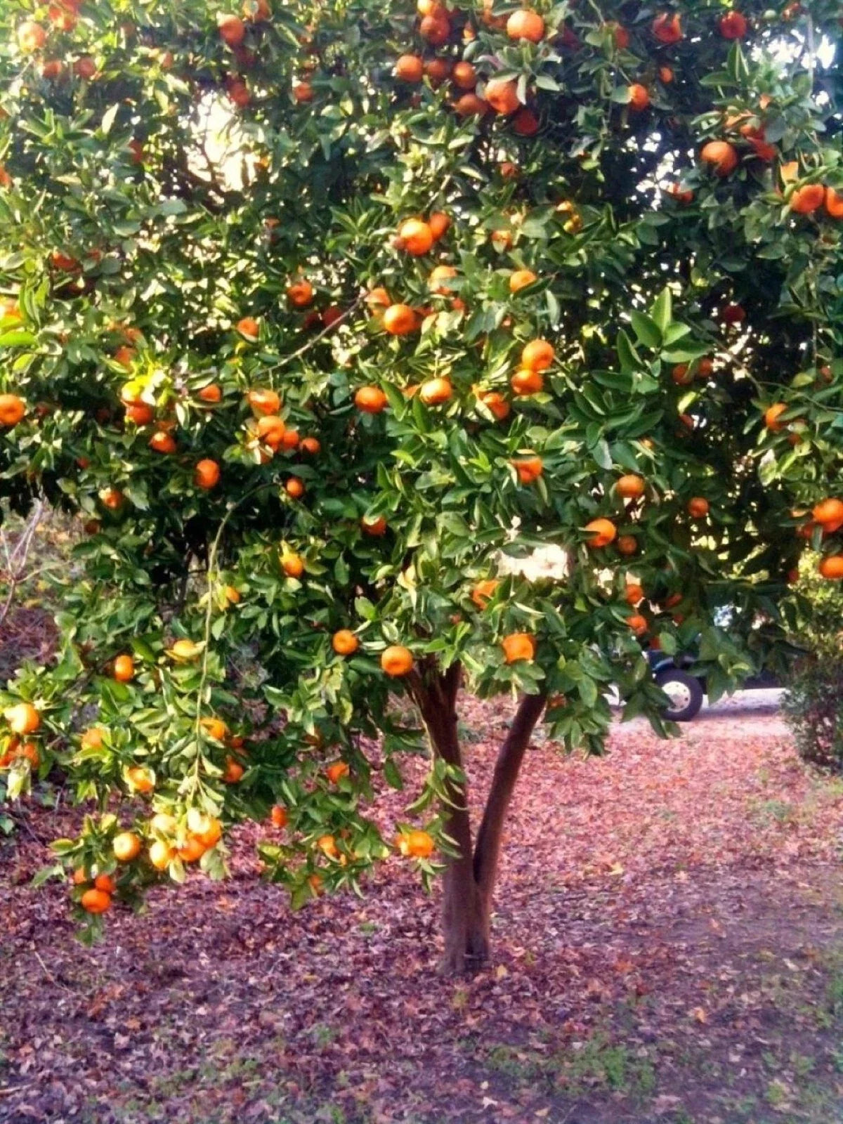 Organic Dwarf Mandarin Orange Tree Seeds – Citrus reticulata – Edible Fruit, Compact, Home Garden, Container Plant, 10 Seeds