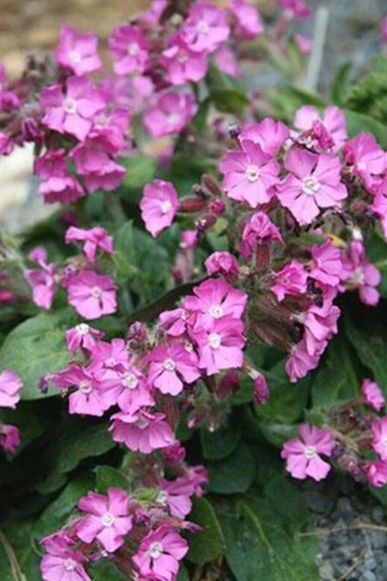 Catchfly Plant Bare Root Pink Flowers Perennial Silene caroliniana for Garden, Easy to Grow Outdoor Plant