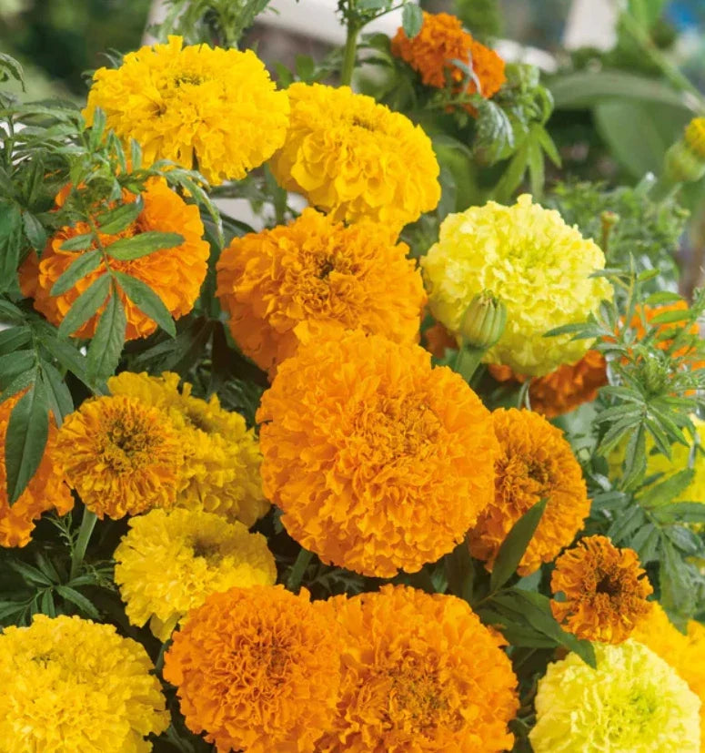 African Marigold Seeds - SUGAR & SPICE Double Variety - Non-GMO Tagetes erecta - 100 Seeds for Beneficial Gardening