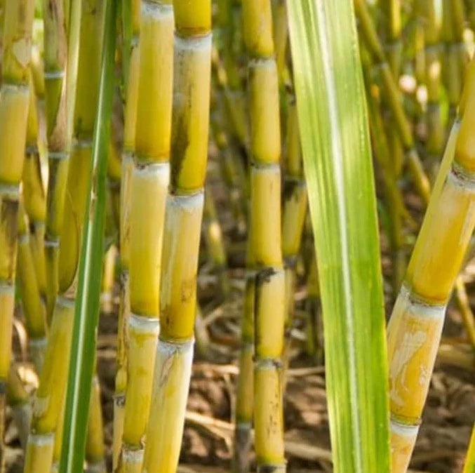 Green Sugarcane Plant Cuttings 12" Saccharum Officinarum for Propagation and Gardening