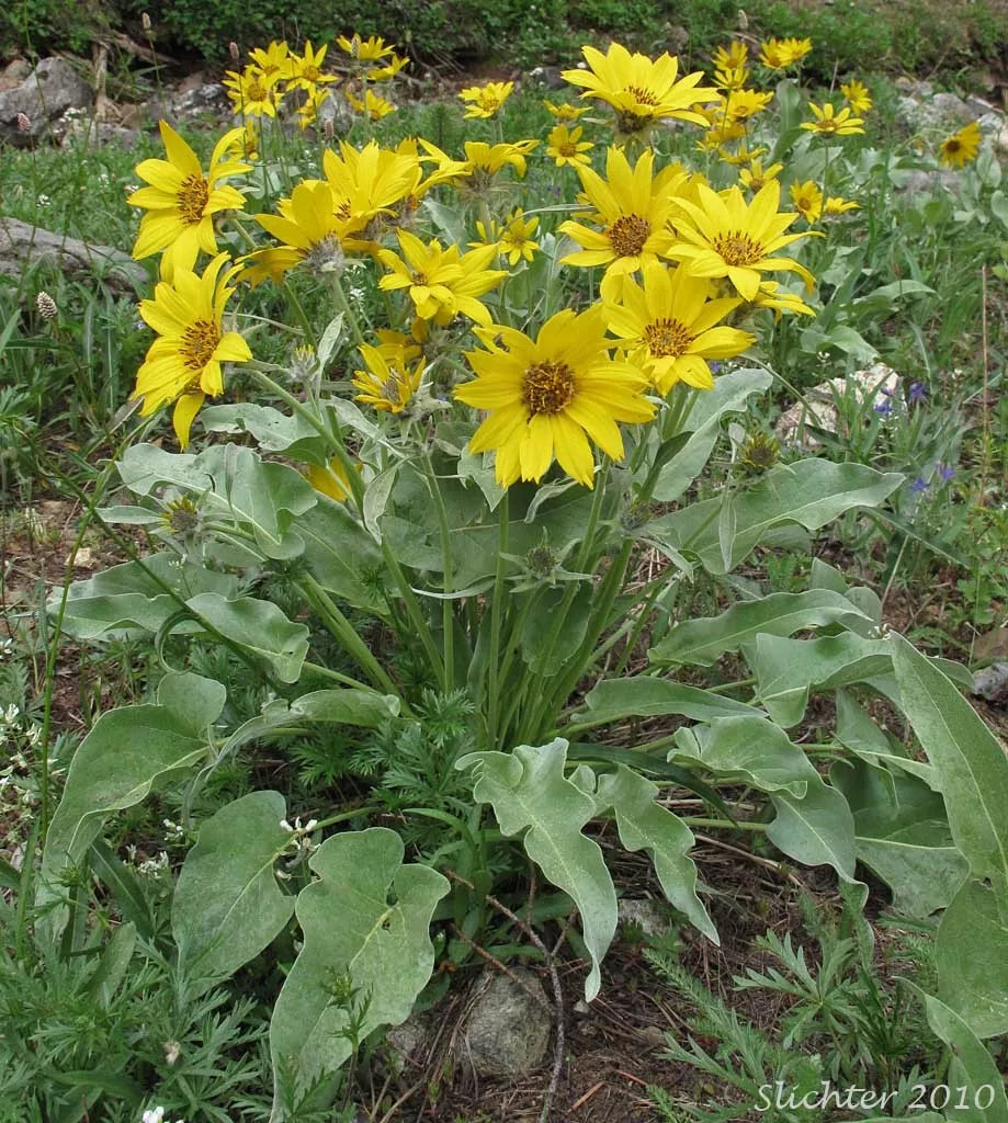 Wildflower Seeds - Arrowleaf Balsamroot (Balsamorhiza sagittata) - Drought-Tolerant Perennial for Natural Landscaping