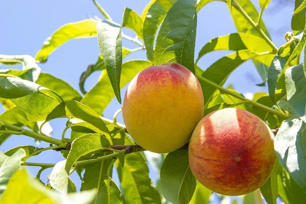 Organic Peach Tree Seeds - Grow Delicious Prunus persica Fruits - Made in USA from Iowa