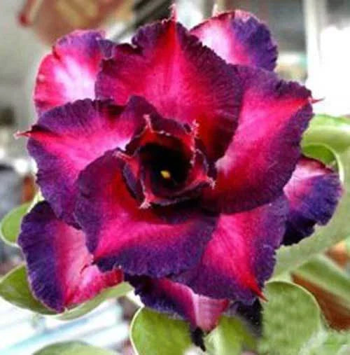 Dark Purple Pink Desert Rose Seeds - Adenium obesum Perennial - 4 Count