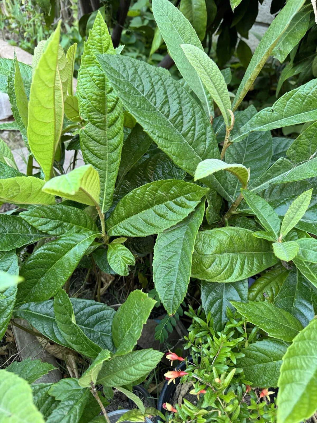 Loquat Fruit Tree Seeds - 12"-16" Tall Eriobotrya japonica - Ready to Plant