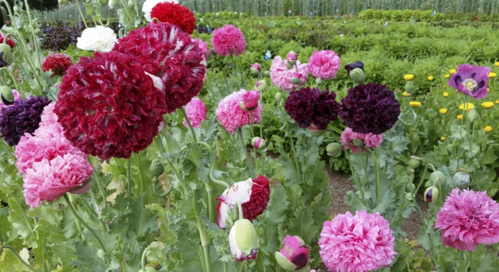 Organic Poppy Seeds - Mixed Colors Breadseed Double Blooms - Papaver somniferum - 500 Seeds
