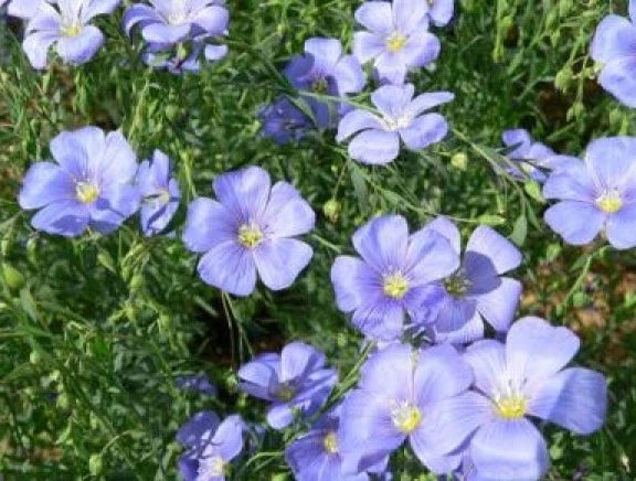 Blue Flax Seeds - 100 Pack - Linum lewisii - Drought-Tolerant Wildflower for Gardens and Landscaping