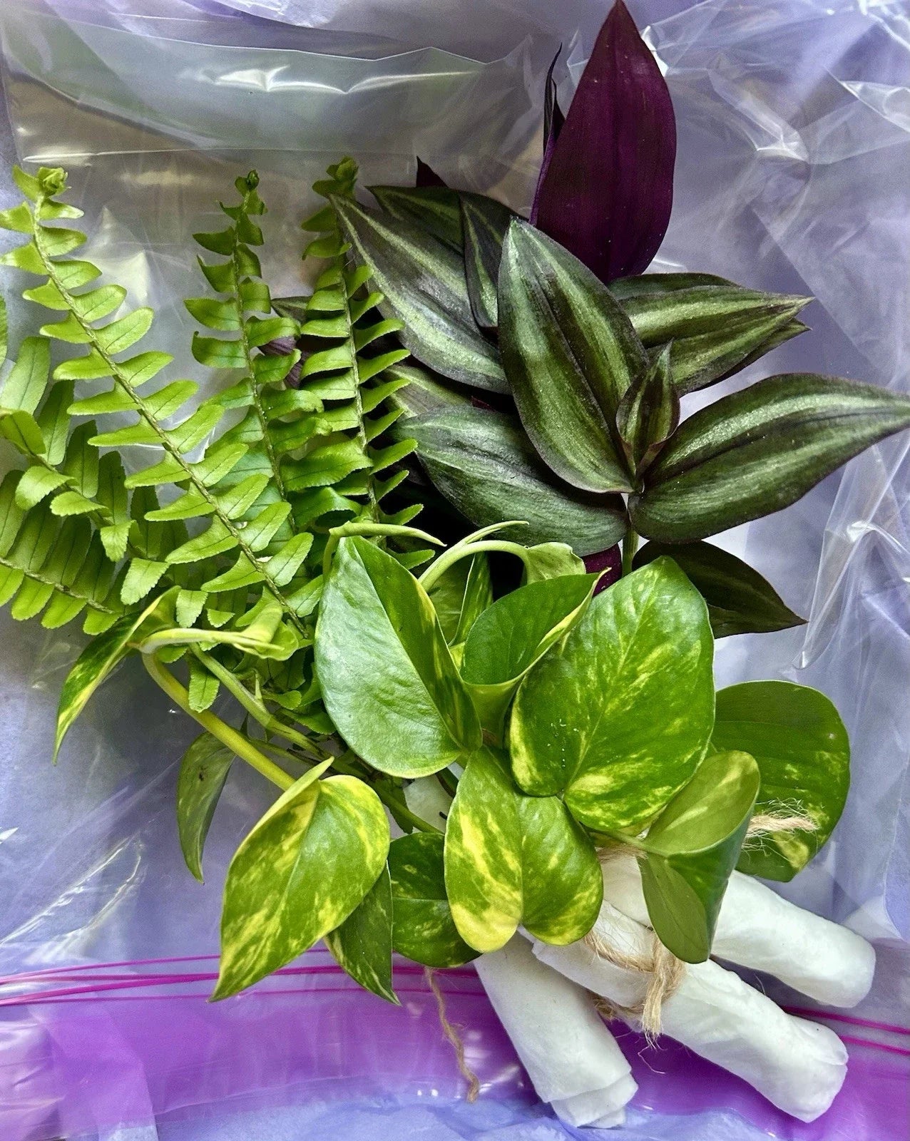 Rooted Plant Cuttings Pack – 15 Assorted Indoor & Outdoor Varieties for Propagation & Gardening