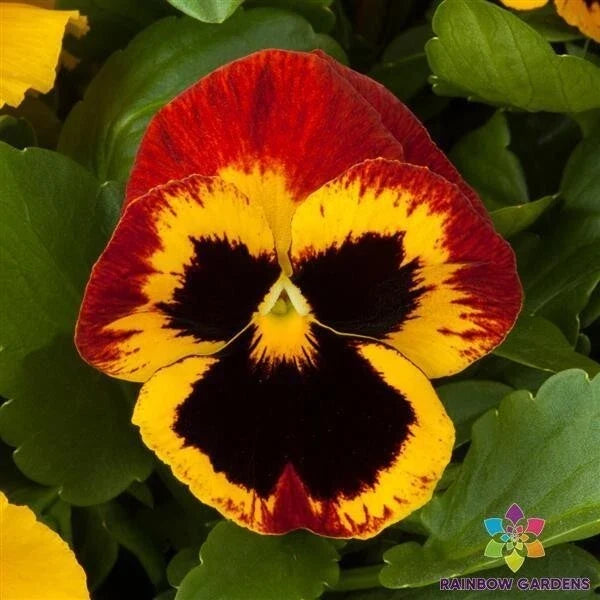 Majestic Giants Fire Blotch Pansy Seeds – 200+ Viola tricolor var. hortensis Garden Flower Seeds for Vibrant Blooms