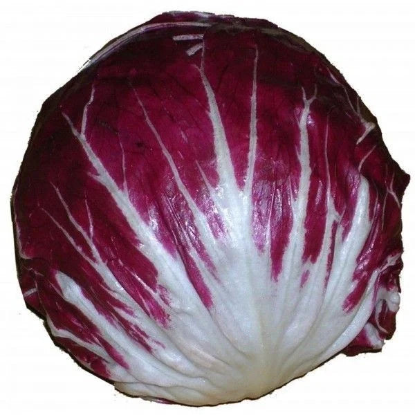 Radicchio Seeds 100 Count Organic Rouge de Verona Cichorium intybus for Italian Salads and Cooking