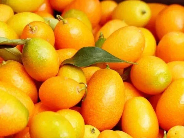 Nagami Kumquat Seeds - 12 Pack - Citrus Japonica - Fresh Non-GMO Seeds USA Seller 2024 Crop
