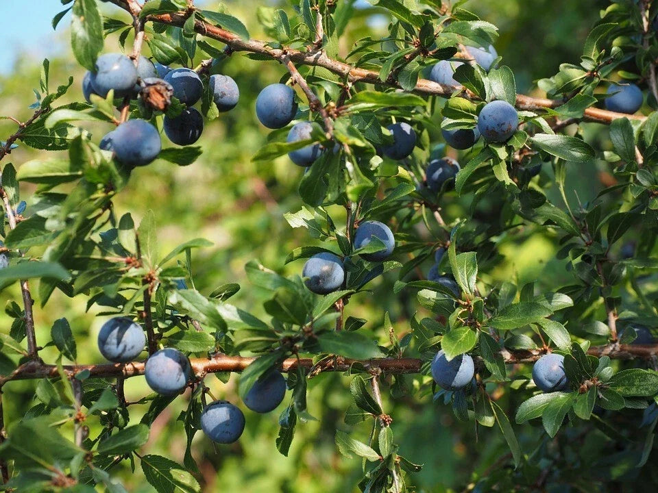 Aurora Blueberry Plant - 1 Quart Bare Root Vaccinium corymbosum Highbush Blueberry for Garden, Edible Fruit, Easy to Grow