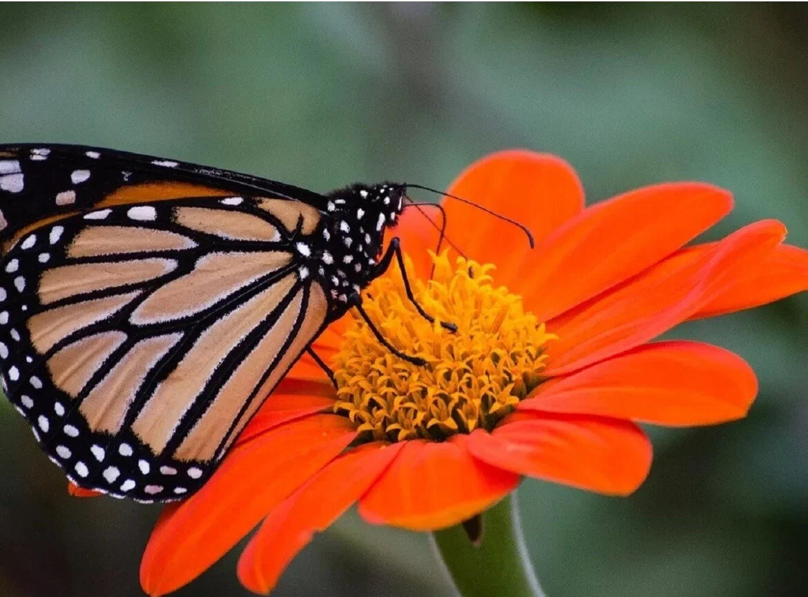 Mexican Torch Sunflower Seeds - 25 Orange Bloom Tithonia rotundifolia Seeds for Pollinators & Garden