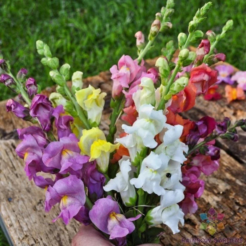 Rocket Mix Snapdragon Seeds - 1000+ Antirrhinum majus Annual Flower Seeds for Garden Beds & Containers