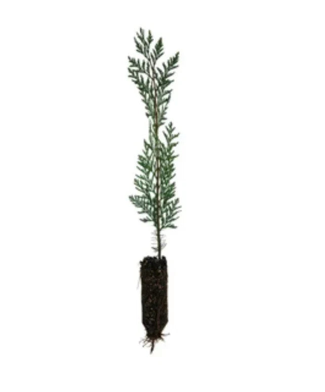 Eastern Red Cedar Seedlings 12-18 Inches Bare Root Organic Juniperus virginiana for Landscaping & Wildlife