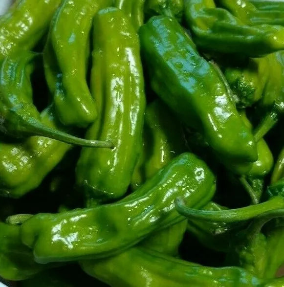 Italian Pepperoncini Pepper Seeds – 30+ Seeds, Mild Heat, Vibrant Yellow-Green, Capsicum annuum, Garden or Container Plant