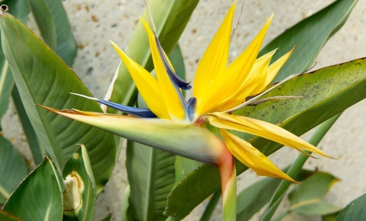 Yellow Bird of Paradise Plant 4-6in Starter, Caesalpinia gilliesii, Exotic Tropical Flower, Drought Tolerant, Butterfly & Hummingbird Attractant