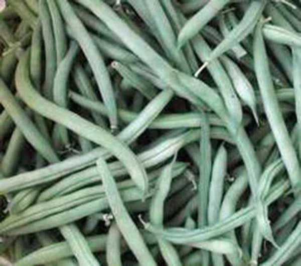 Provider Bush Green Bean Seeds – Heirloom Non-GMO Phaseolus vulgaris, Compact Bush Habit, 500+ Seeds for Home Gardening
