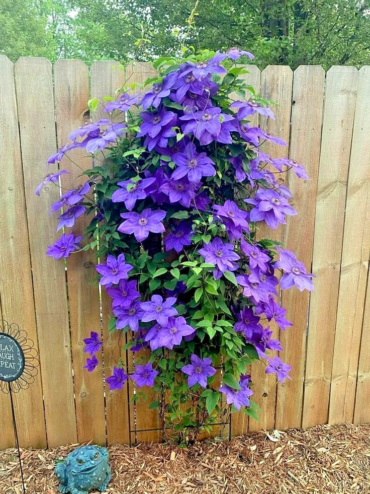 Blue Downy Clematis Seeds - 20 Hybrid Clematis macropetala Flower Seeds for Climbing Vine