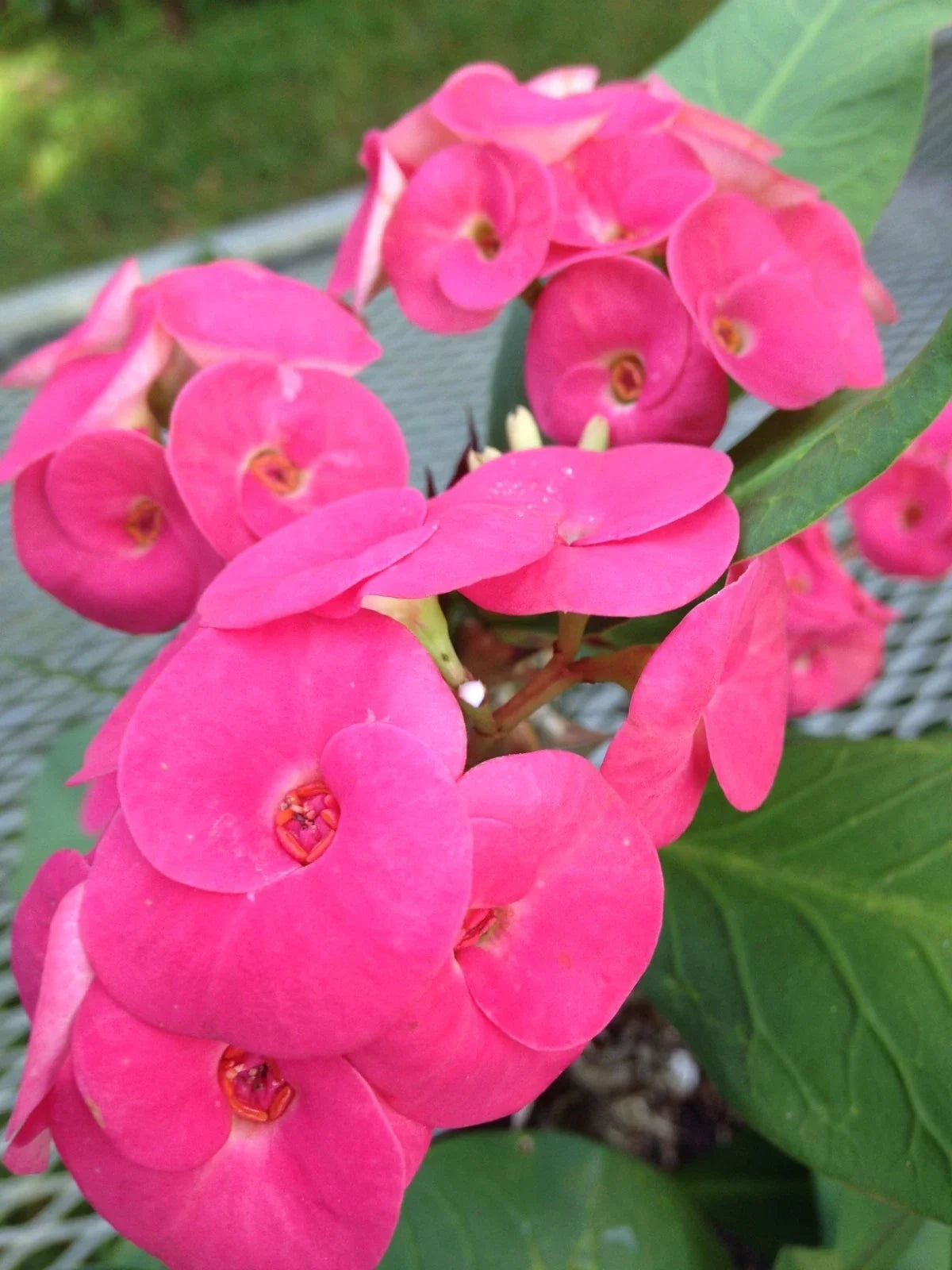 Thai Hybrid Crown of Thorns Cutting Cherry Cobbler Euphorbia milii Rooted Plant for Indoor & Outdoor Gardens