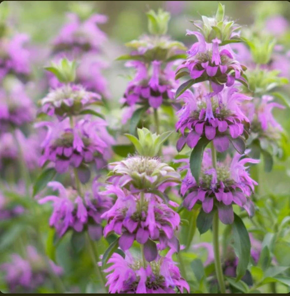 Lemon Mint Seeds - Non-GMO Herb for Gardens - Monarda citriodora - Aromatic Lemon Scented Herb Seed Packet