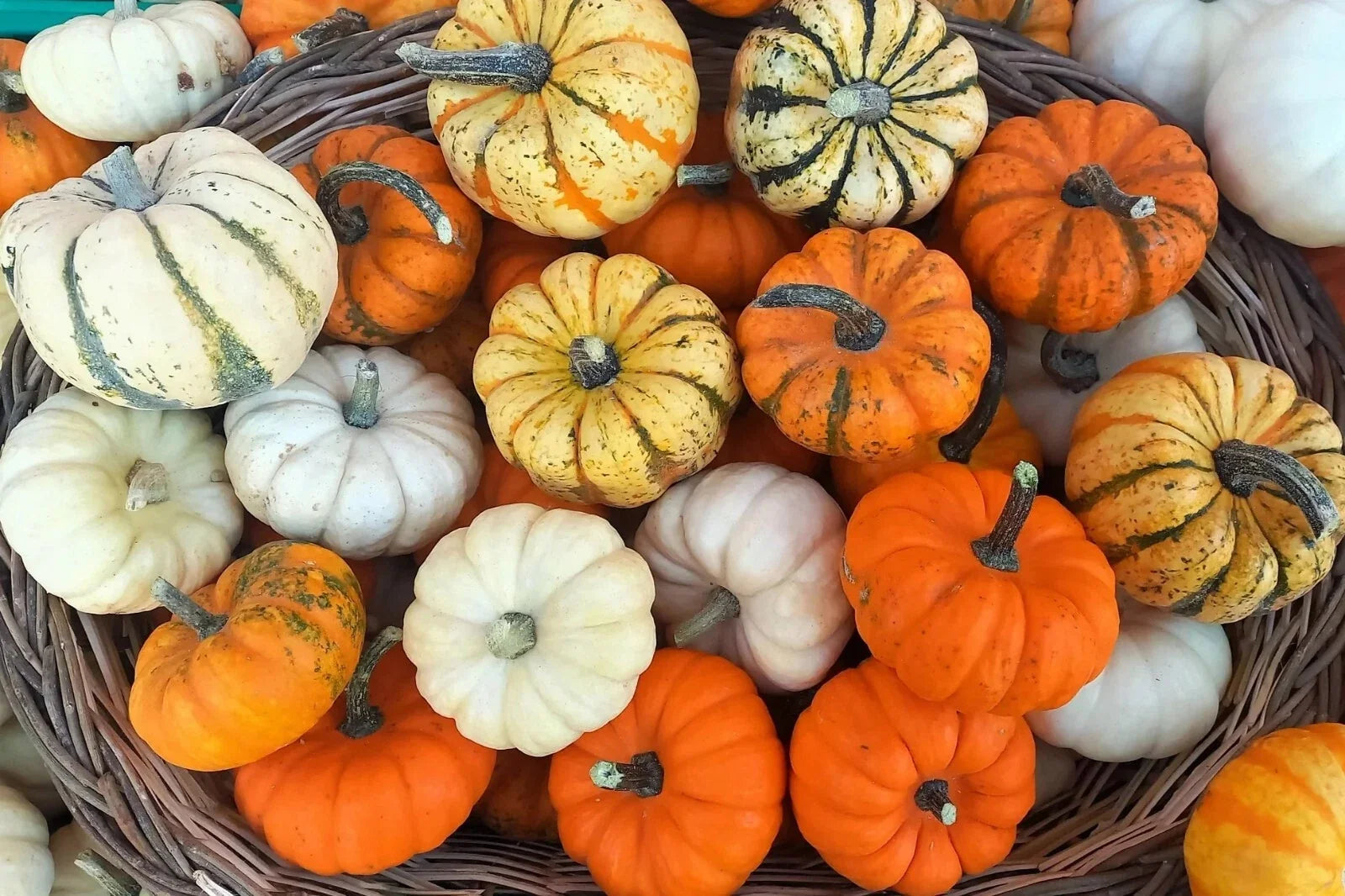 Mini Mix Pumpkin Seeds Pack | Tiger, White, Jack Be Little, Red Spot, Baby Boo Cucurbita pepo