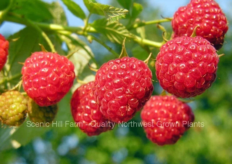 Heritage Everbearing Raspberry Bare Root Plants – Rubus idaeus – Organic, Fruit-bearing, Heirloom, Self-pollinating