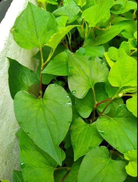Live Bare Root Fish Mint Plants - Houttuynia Cordata Asian Herb - 10 Pack