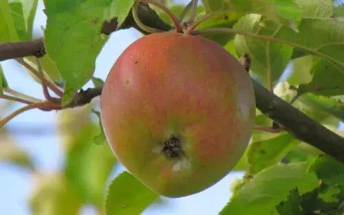 Ascahire Apple Seeds - 25+ Pack for Gardening, Malus domestica, Non-GMO, Heirloom, USA Grown, Fruit Tree Seeds