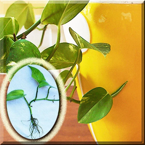 Variegated Golden Pothos Plant - Rooted Cutting in 4-Inch Pot - Epipremnum Aureum - Trailing Indoor Plant