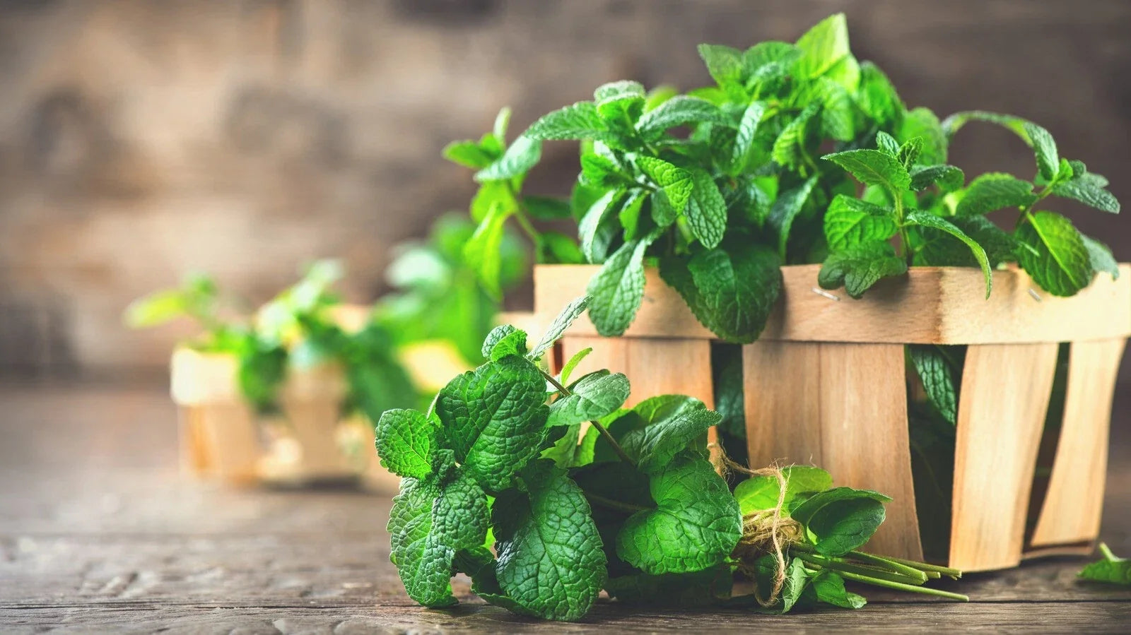 Organic Spearmint & Peppermint Herb Cuttings – Mentha, Fresh Culinary & Tea Plants, 10++ Organic Herb Cuttings