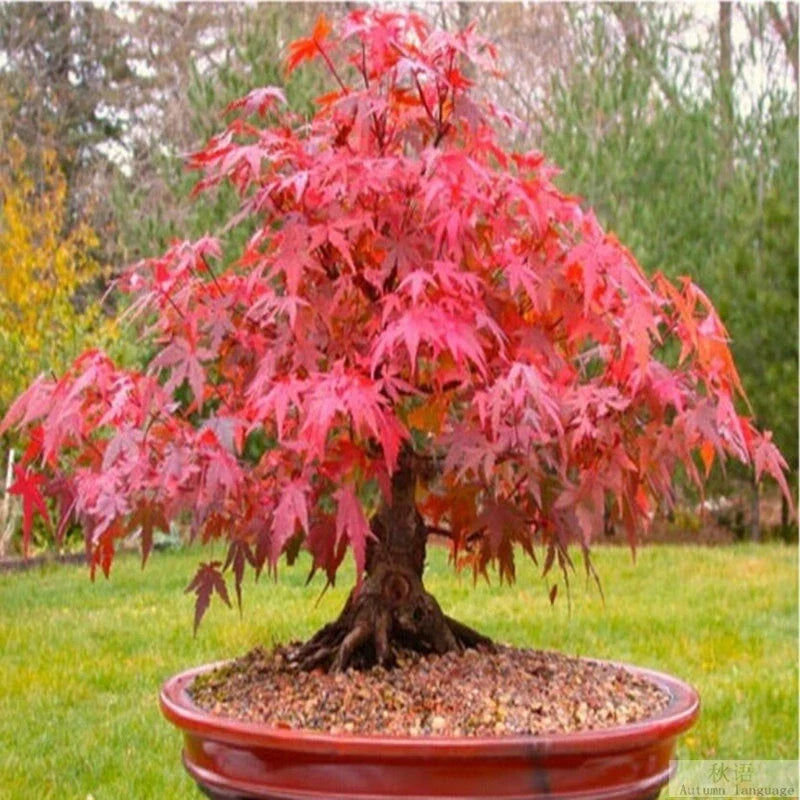 Red Japanese Maple Tree Seeds - 20 Pack for Bonsai, Acer Palmatum Atropurpureum, Autumn Foliage, Garden & Indoor Planting