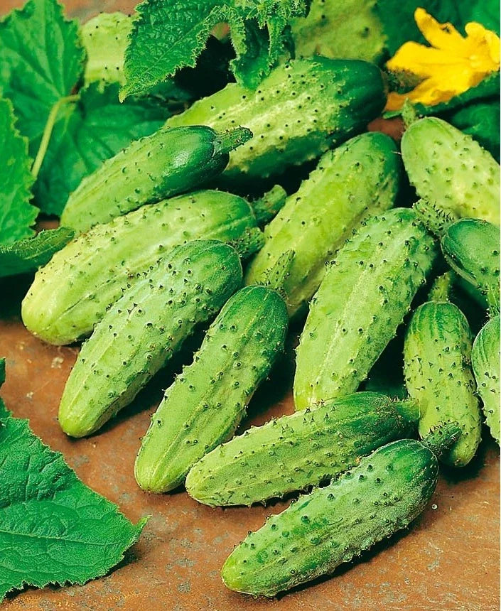 Wisconsin SMR-58 Organic Heirloom Cucumber Seeds - Non-GMO Pickling Variety - 100+ Seeds