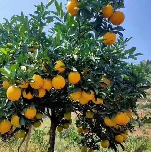 Orange Tree Seeds - 10 Pack, Sweet Juicy Citrus Sinensis, Fruit for Juicing & Fresh Eating, Full Sun, Easy to Grow