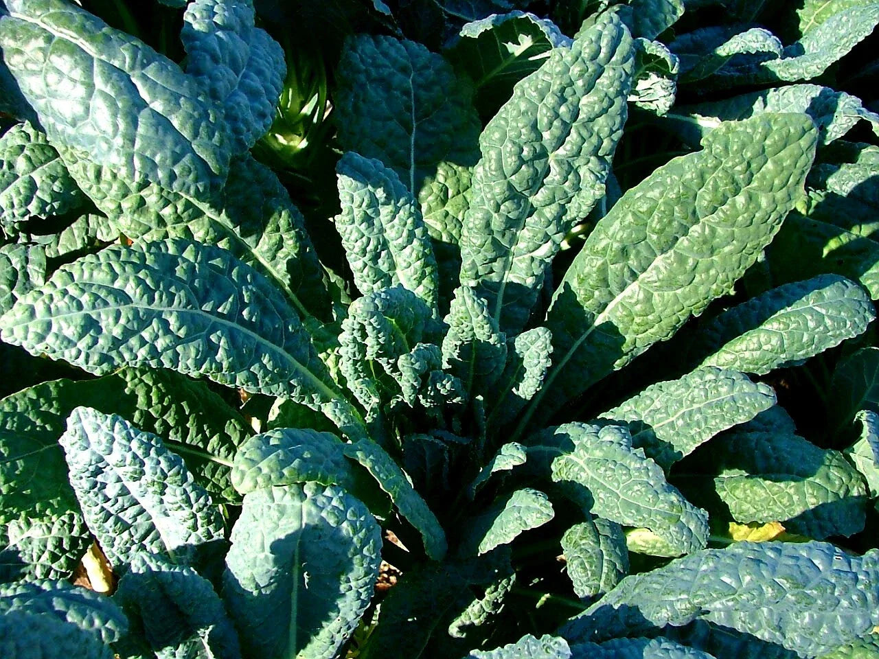 Lacinato Kale Seeds - Italian Dinosaur Kale - Non-GMO Organic Heirloom
