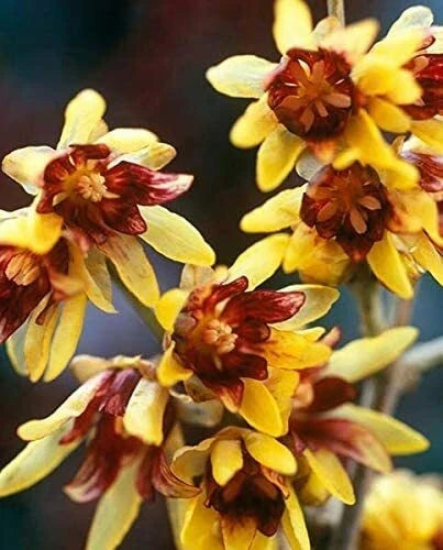 Wintersweet Seeds 10 Pack Chimonanthus praecox Fragrant Flowering Shrub for Gardens