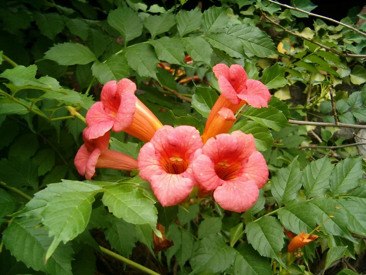 Trumpet Creeper Seeds - 60 Count, Climbing Vine, Bright Orange Red Flowers, Campsis radicans for Garden, Hummingbird Attraction